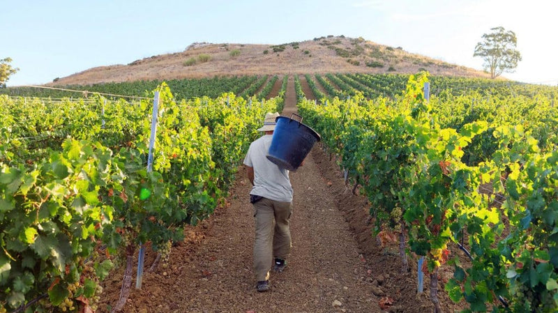 Pinzeri Grillo 2023 - Biowein aus Sizilien