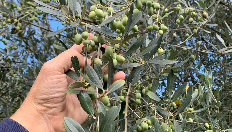 Verdoliva riserva natives Olivenoel 3L Ernte 24