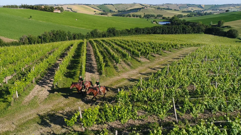 Guerriero Nero Marche Rosso IGT 2021